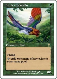 🔥 Birds of Paradise Seventh Edition